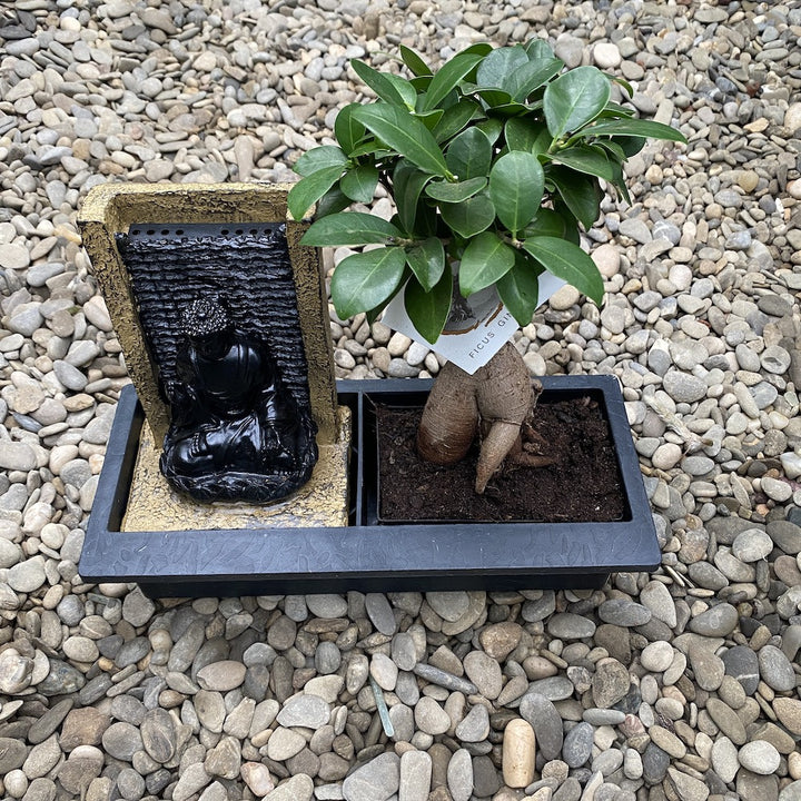 Bonsai Ficus Ginseng - Waterfall Buddha