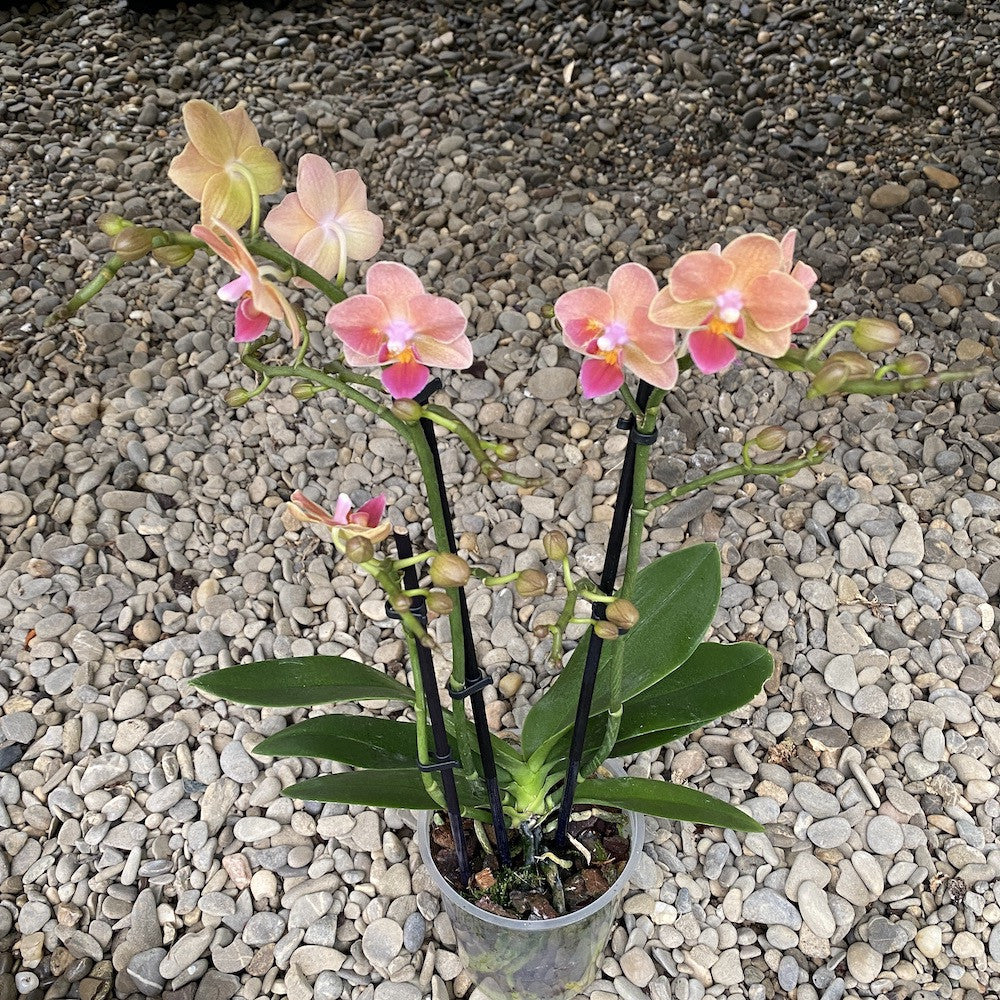 Phalaenopsis DY 1964 multiflora