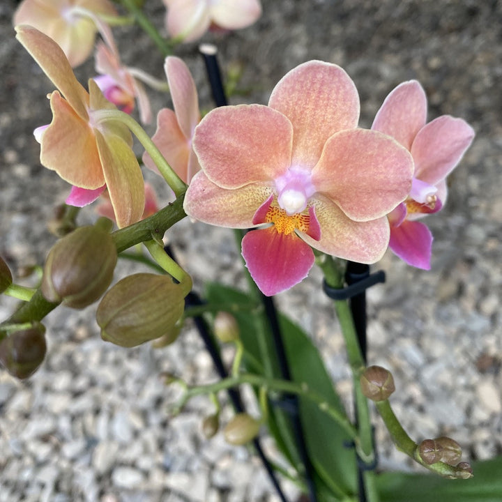 Phalaenopsis DY 1964 multiflora