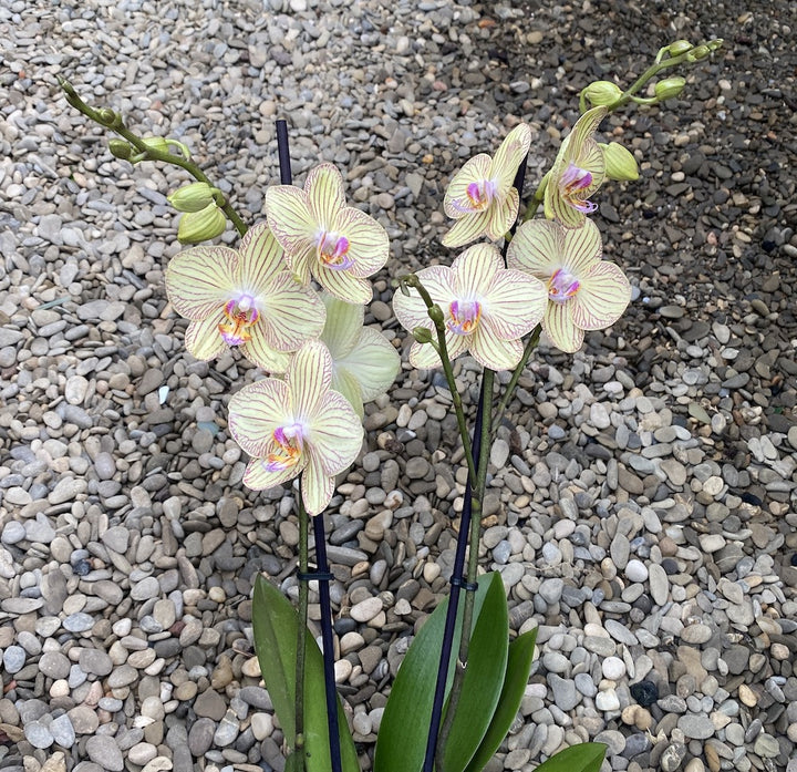 Phalaenopsis Torino