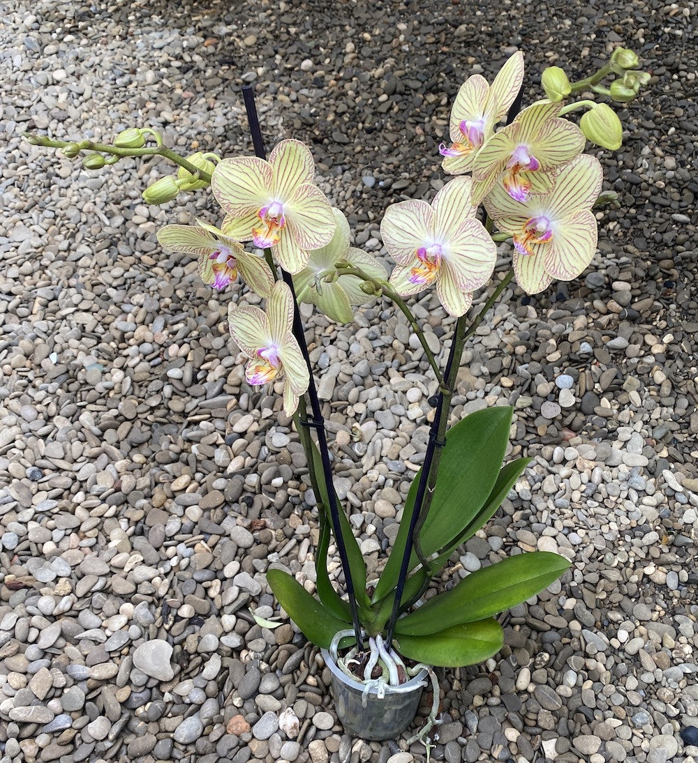 Phalaenopsis Torino