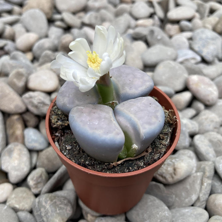 Lithops karasmontana var. mickbergensis