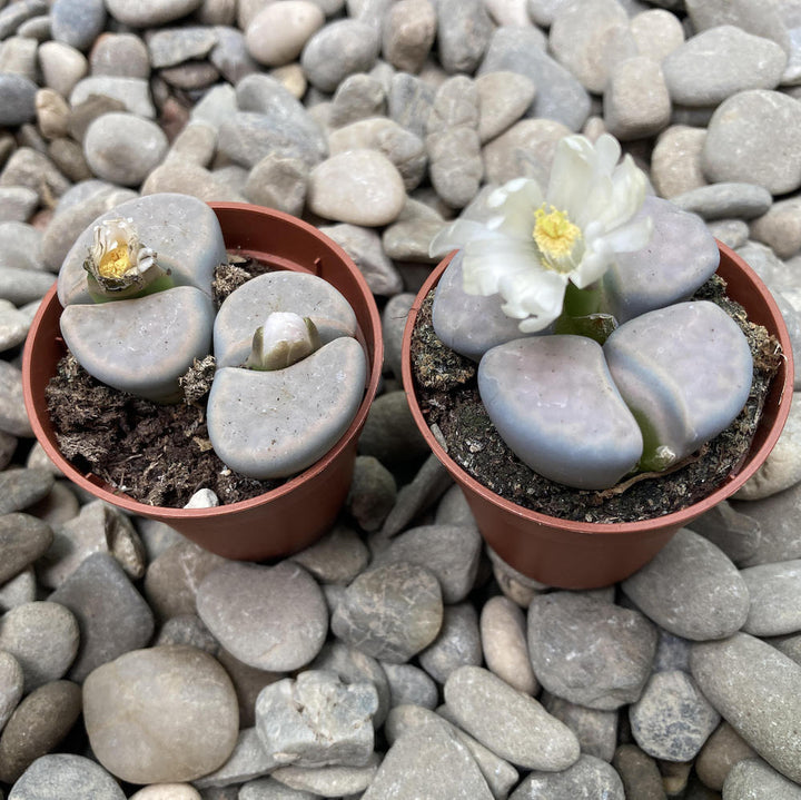 Lithops karasmontana var. mickbergensis