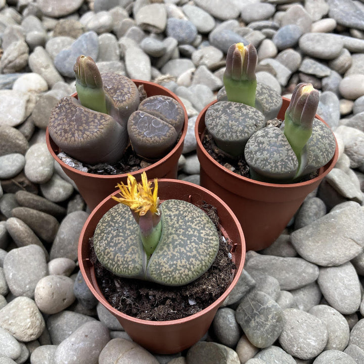 Lithops lesliei