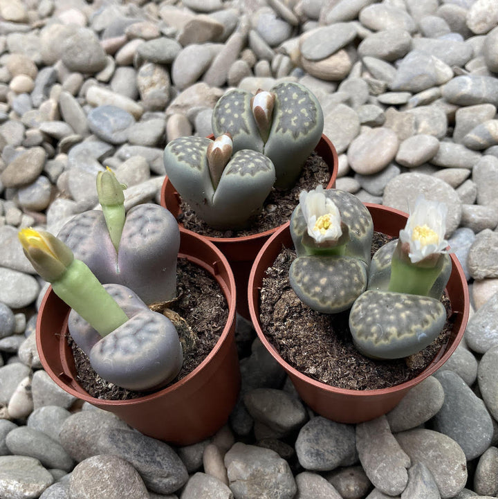 Lithops pseudotruncatella