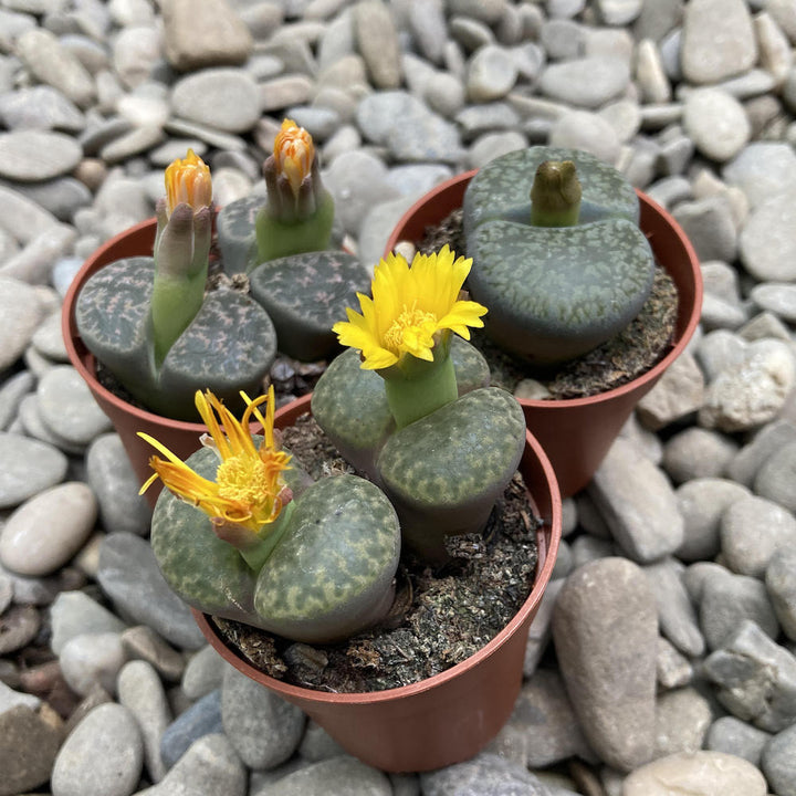 Lithops Julii