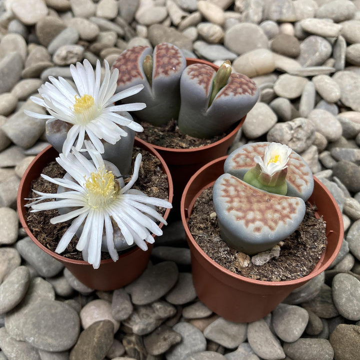 Lithops karasmontana