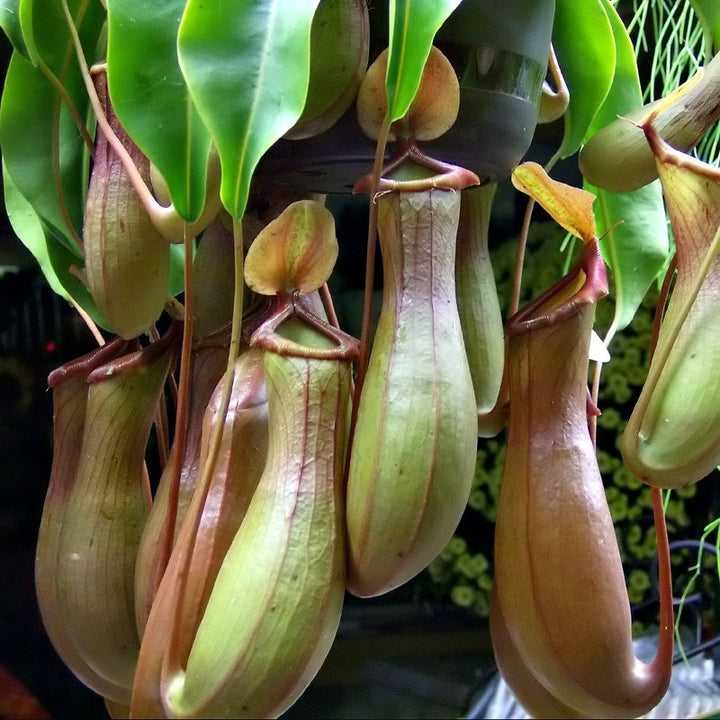 Nepenthes - O planta carnivora cu adevarat spectaculoasa!