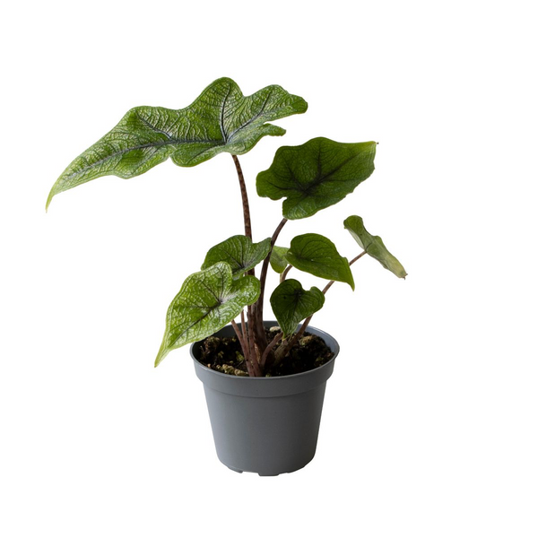 Alocasia 'Jacklyn' (Babypflanze) 2-3 Blätter