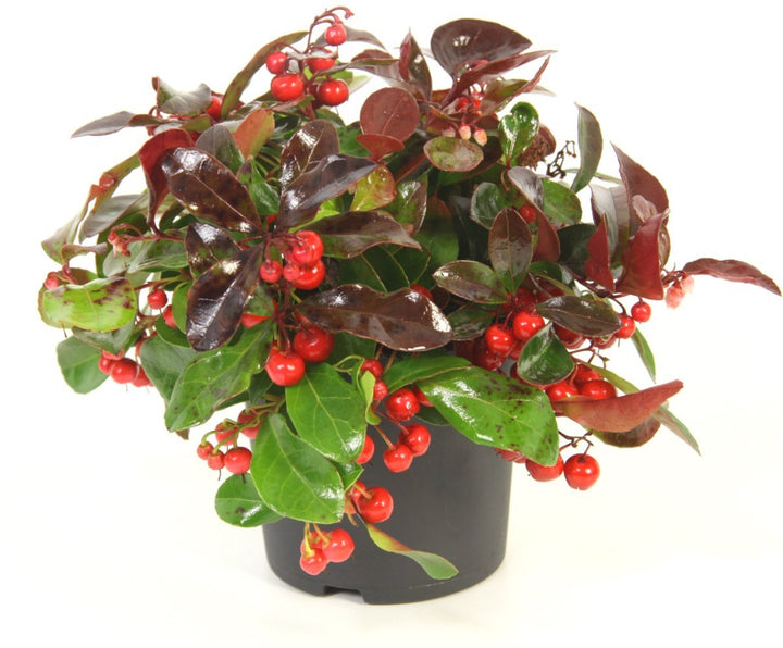 Gaultheria Procumbes Pro Big Berry - plante vesnic verde, pret atractiv