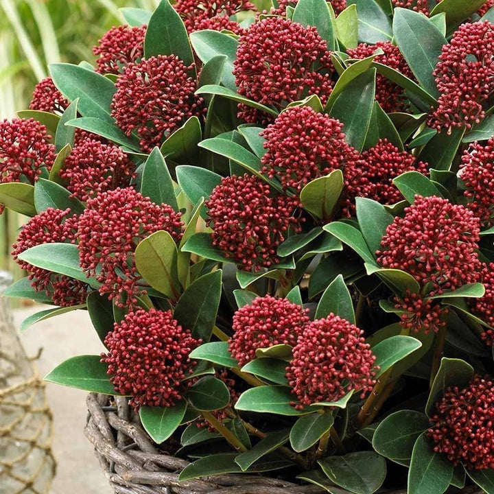 Skimmia Rubella Japonica - Liliacul japonez