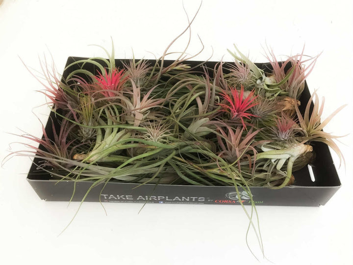 Cumpara online Tillandsia AirPlant cel mai bun pret si livrare rapida!