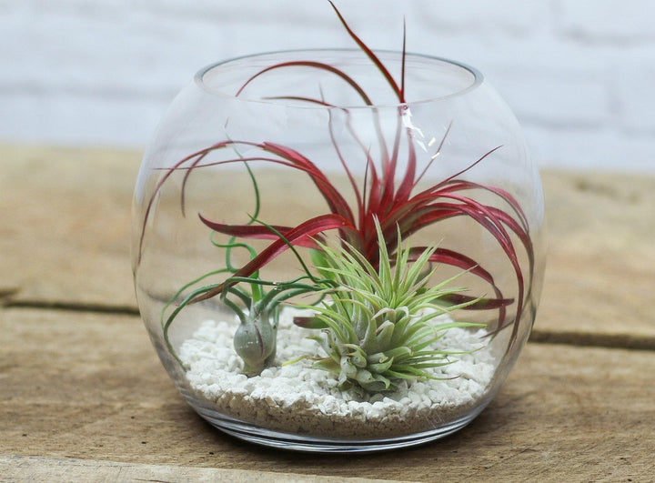 Glob de sticla cu plante aerofite, Terrarium cu Tillandsia Air Plant