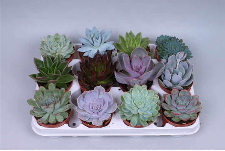 Echeveria midi mix -  rezistenta si spectaculoasa