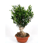 Maslin Bonsai in ghiveci - Olea Europaea