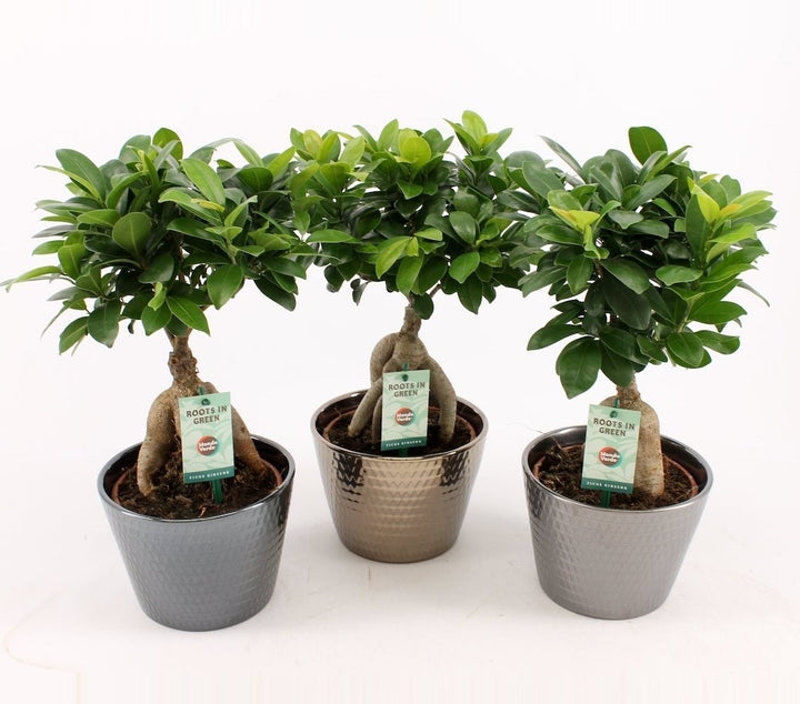 Bonsai Ficus Ginseng de vanzare, pret imbatabil si livrare oriunde in tara!