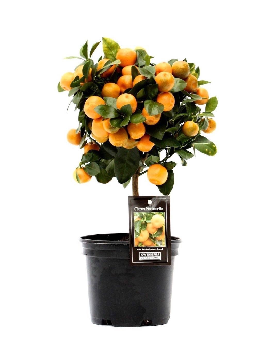 Mandarin pitic pe picior, cu fructe si flori 45 cm