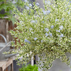 Liliac californian - Ceanothus impressus 'Cool Blue' (variegata)