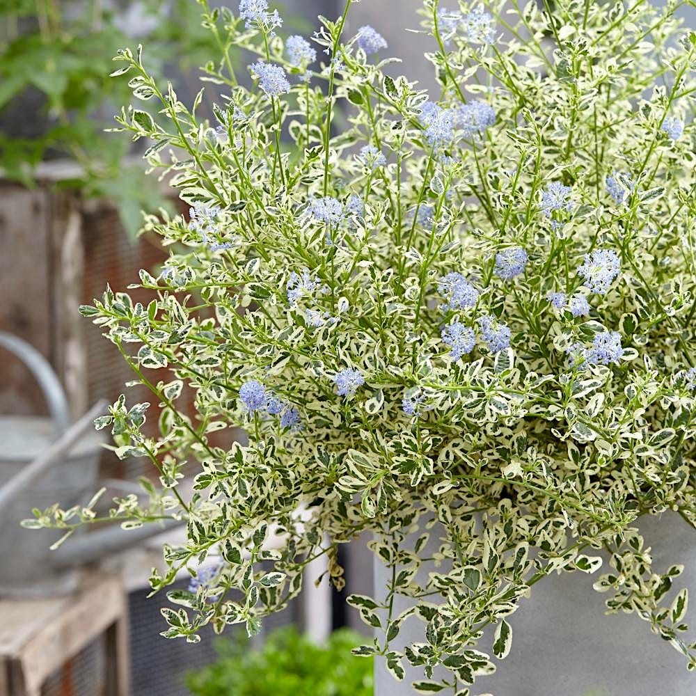 Liliac californian - Ceanothus impressus 'Cool Blue' (variegata)