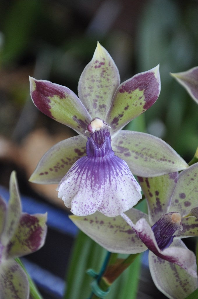 Orhidee Zygonisia Rhein "Baby Blue"