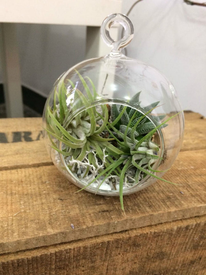 Terariu plante suculente si Tillandsia Air Plant, la pret imbatabil, cu livrare!