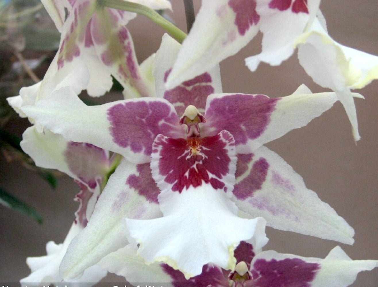 Comanda online Orhidee Beallara Tahoma Glacier la pret imbatabil!