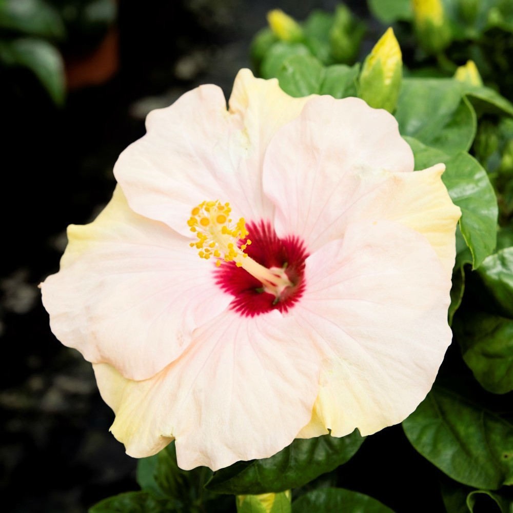 Comanda online trandafir japonez hibiscus crem la cel mai bun pret!