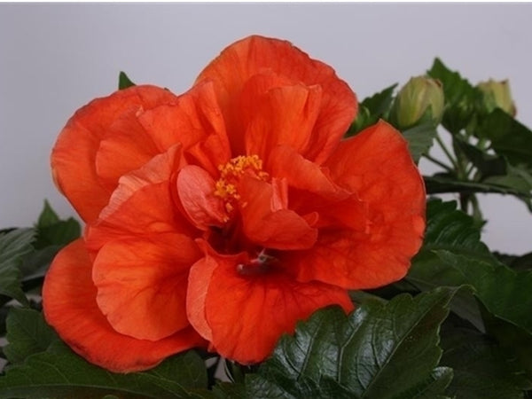 Comanda Trandafir japonez portocaliu cu floarea batuta cel mai bun pret!