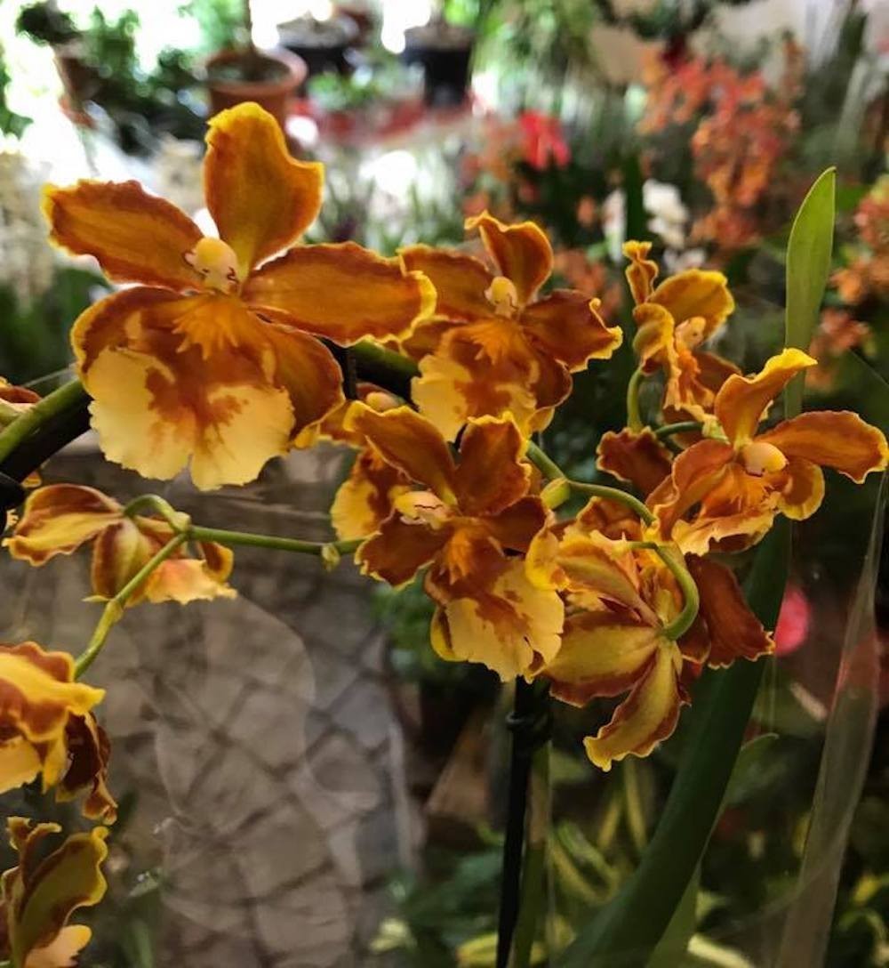 Comanda online Orhidee Cambria Iris Treasury Suprises pret imbatabil!