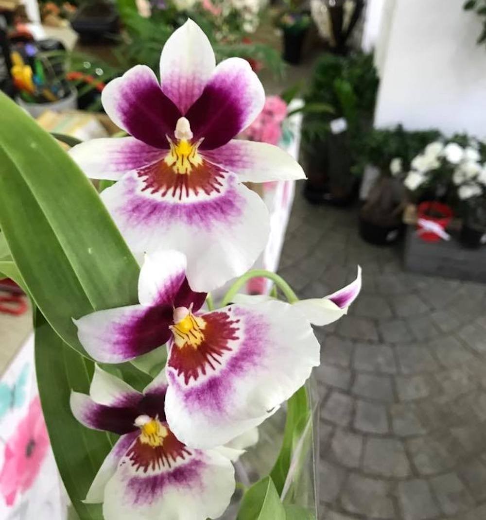 Comanda online cele mai frumoase orhidee mitonipsis la preturi imbatabile