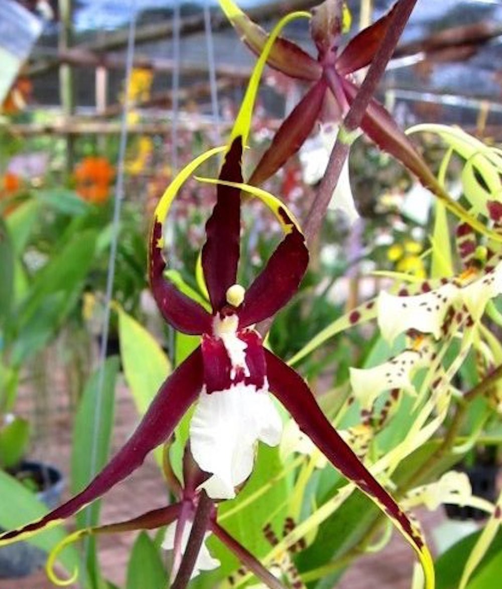Comanda online cele mai frumoase orhidee cambria - Brassidium Kenneth Bivin