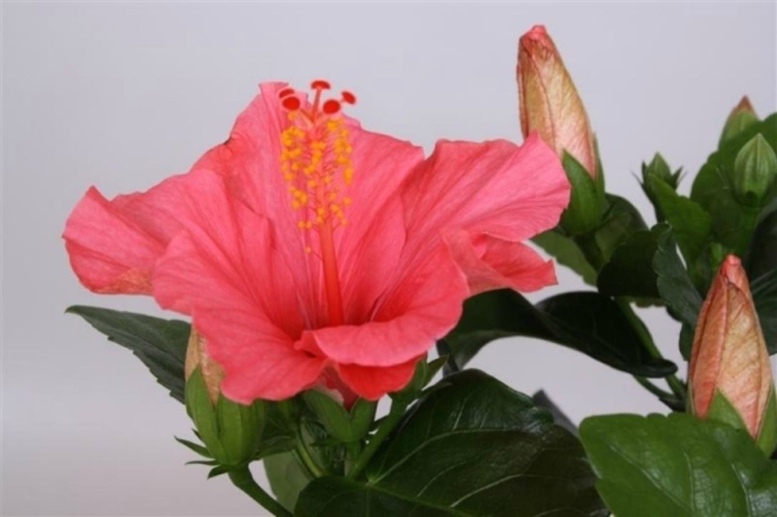 Comanda online Trandafir japonez hibiscus roz cu floarea mare la pret imbatabil!