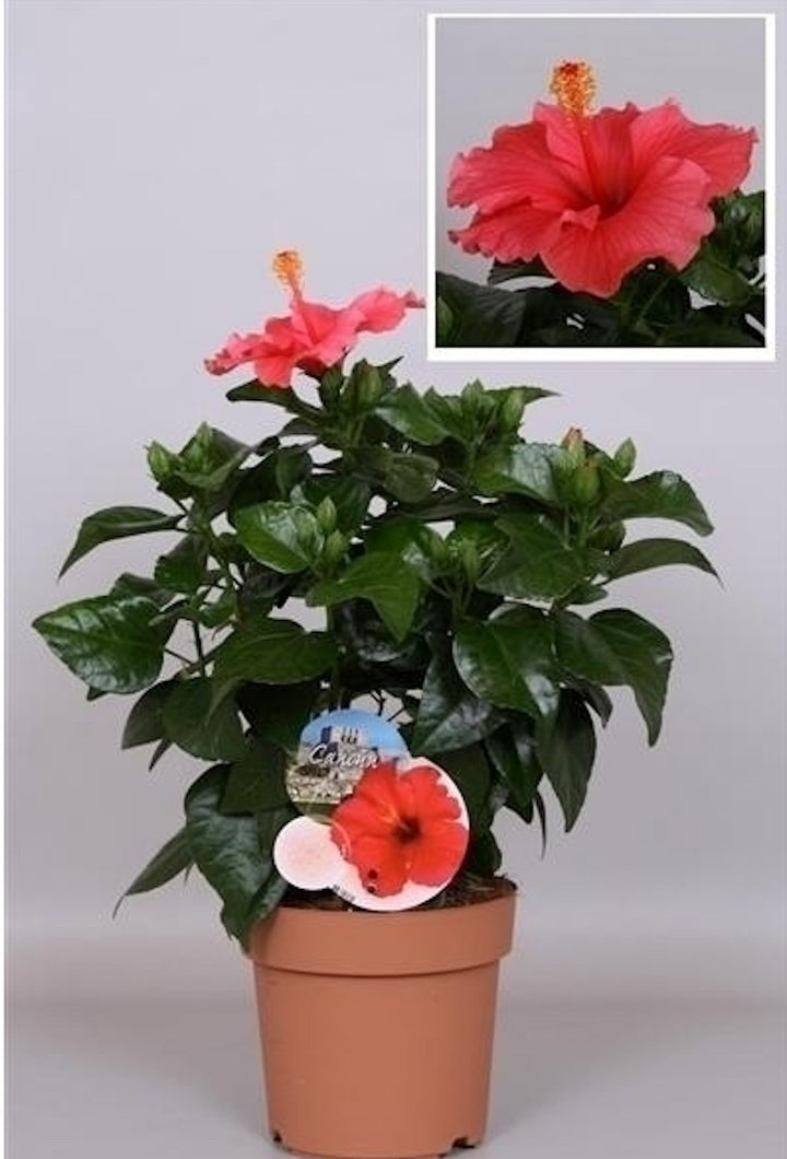 Comanda online Trandafir japonez hibiscus roz cu floarea mare la pret imbatabil!