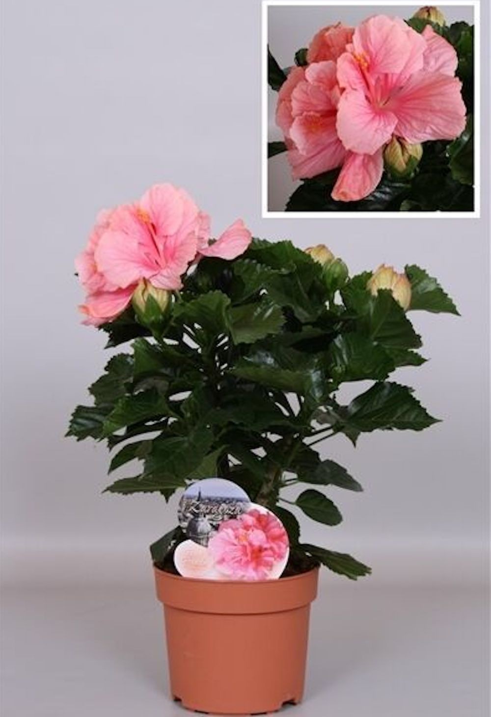 Comanda Trandafir japonez roz cu floarea batuta cel mai bun pret!