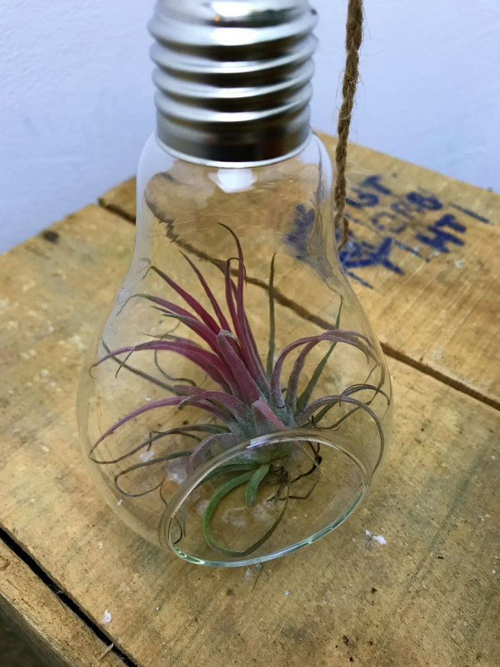 Terariu cu Tillandsia Ionantha Red - glob de sticla cu planta aeriana