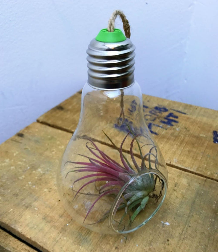 Terariu cu Tillandsia Ionantha Red - glob de sticla cu planta aeriana