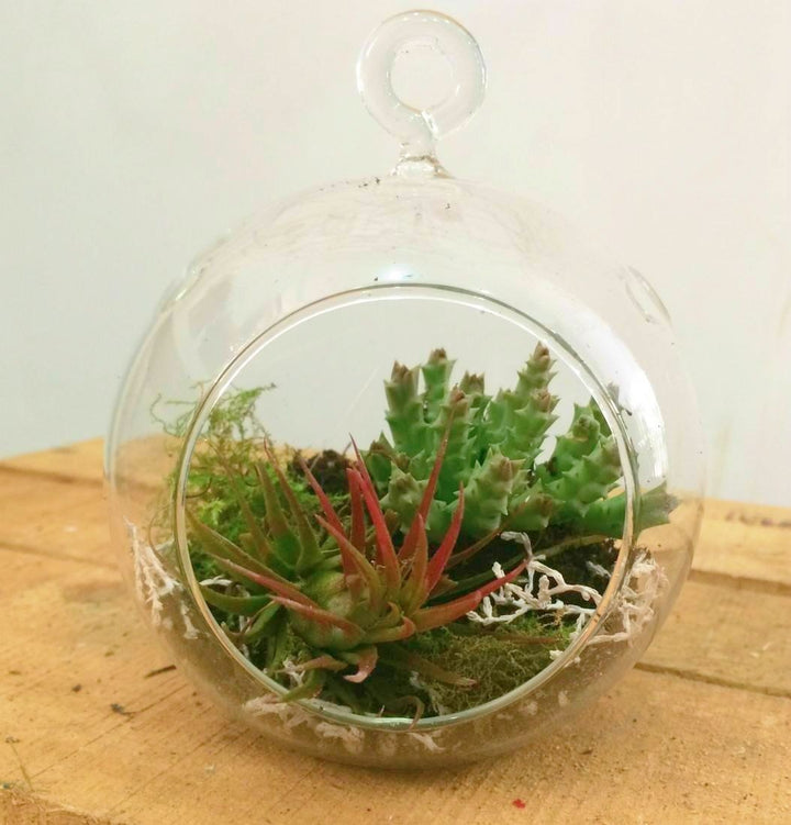 Terrarium cu Tillandsia Air Plant si plante suculente