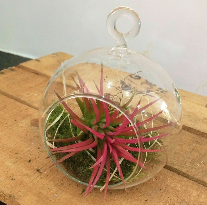 Terrarium cu Tillandsia Air Plant, plante aeriene de vanzare