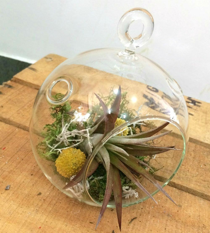 Terrarium cu Tillandsia Air Plant si globulete de craspedia cu Tillandsia Air Plant