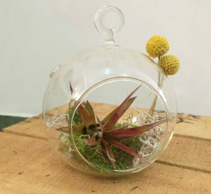 Terrarium cu Tillandsia Air Plant si globulete de craspedia cu Tillandsia Air Plant