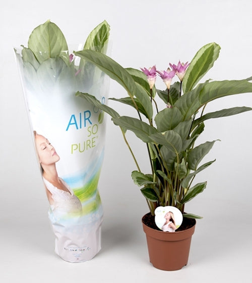 calathea air so pure Calathea Bicajoux with flowers
