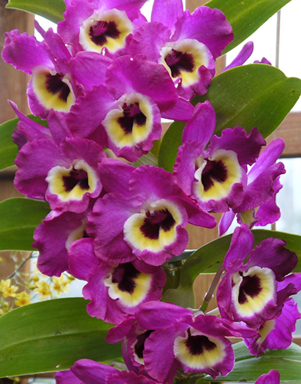Cumpara online Orhidee Dendrobium mov cu cel mai bun pret, livrare rapida!