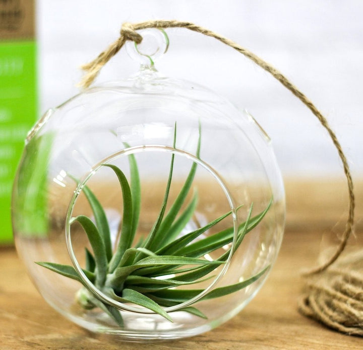 Terariu plante aeriene - Tillandsia Air Plant preturi imbatabile, livrare oriunde!