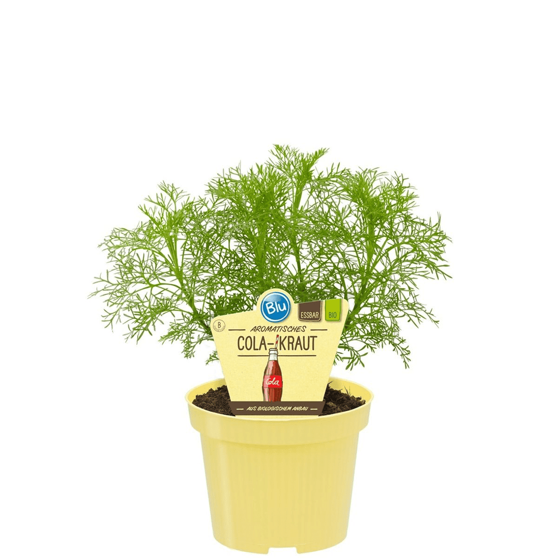 Artemisia abrotanum (Lemnul Domnului, Coca-Cola Plant)