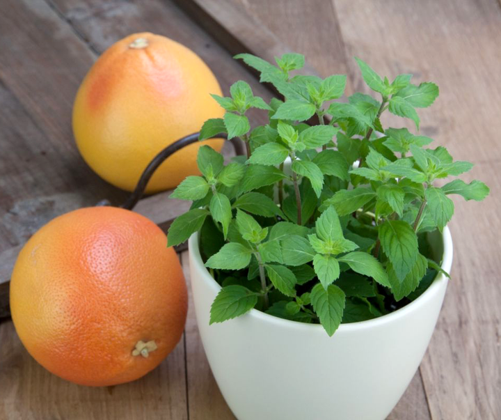 Mentha piperita 'Grapefruit'