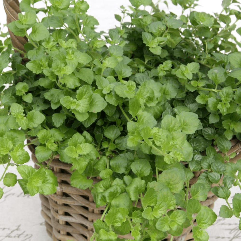 Menta indiana - Satureja douglasii