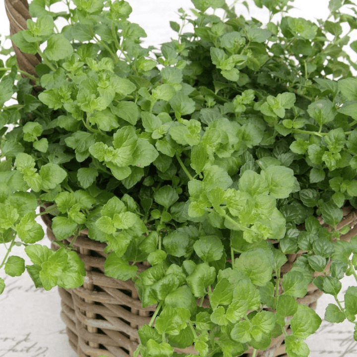 Menta indiana - Satureja douglasii