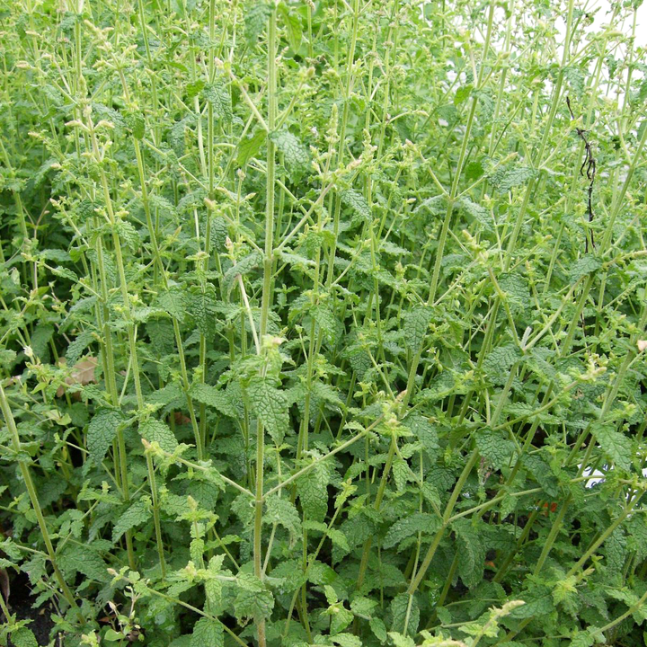 Mentha arvensis 'Strawberry'