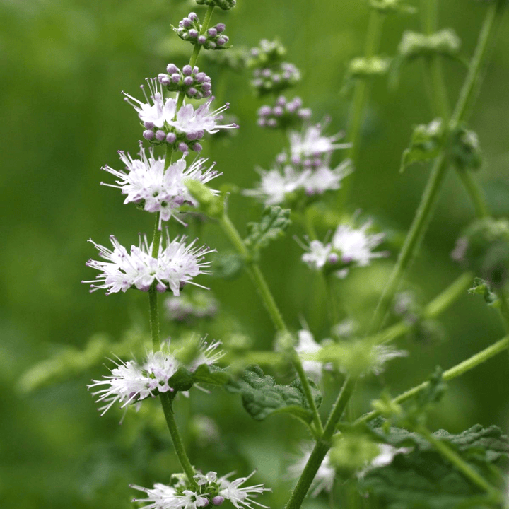 Mentha arvensis 'Strawberry'