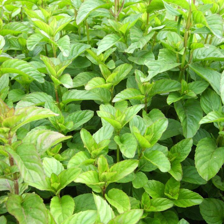 Mentha piperita 'Mandarin'